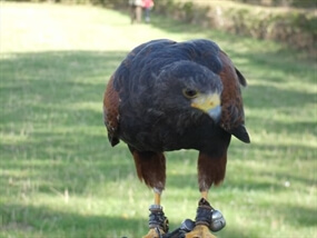 Customer Photo of Birds of Prey Derbyshire